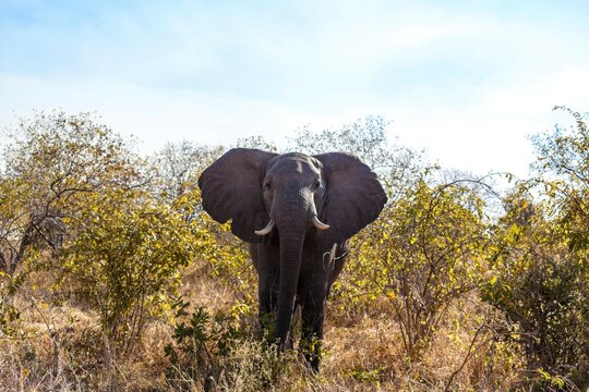Male African elephant (Loxodonta africana) in a forest, Tarangire National Park, Tanzania
