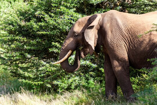African elephant (Loxodonta africana) in a forest, Tarangire National Park, Tanzania