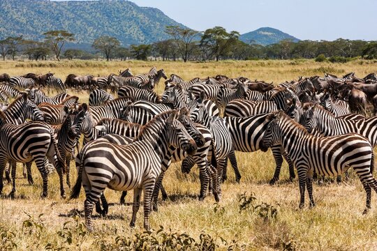 Zebra herd during migration, Serengeti National Park, Tanzania