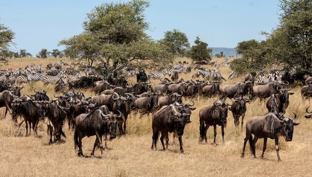 Wildebeests on migration, Serengeti National Park, Tanzania