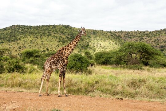 Giraffe (Giraffa camelopardalis) in a field, Serengeti National Park, Tanzania