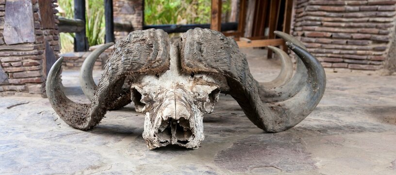 Cape buffalo (Syncerus caffer) skulls on the ground