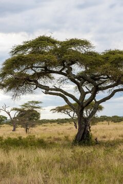 Acacia trees in a forest, Tanzania