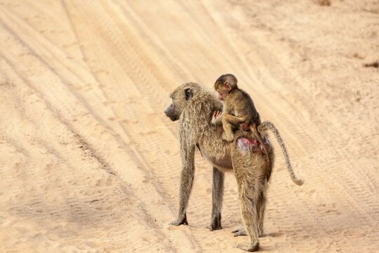 Female Olive Baboon (Papio anubis) carrying its young, Kruger National Park, South Africa
