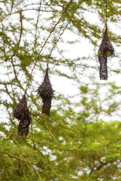 Baya Weaver (Ploceus philippinus) bird's nest on tree, Tanzania