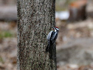 Male  Yellow-bellied Sapsuckers  on tree trunk in spring