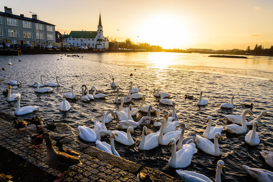 Whooper Swan and ducks in the frozen pond Tjornin in Reykjavik, Iceland with the sunset in the background.