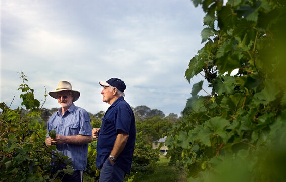 Two winegrowers assessing grapes amongst grapevines in vineyard