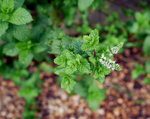 Flowering mint plant