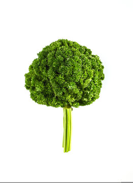 Bunch of parsley on clear background