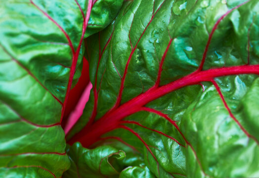 Lush green chard leaves with red veins running throughout