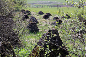 Höckerlinie in der Eifel