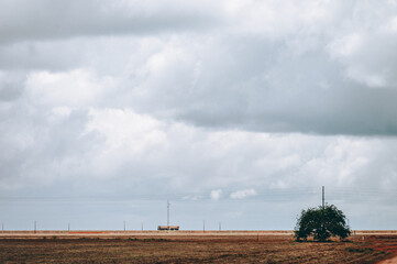 field of a soybean plantation on a windy day
