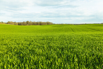 Green freshly ripening agricultural field landscape in the cloudy sky © SellStock