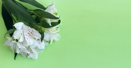 White flowers of alstroemeria on a light green background. Delicate floral arrangement. Background for a greeting card.