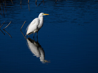 Great Egret with reflection standing in blue water