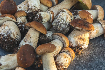 Autumn fall composition. Raw edible mushrooms Penny Bun on dark black stone shale background. Ceps over gray table. Cooking delicious organic mushroom gourmet food. Flat lay, top view