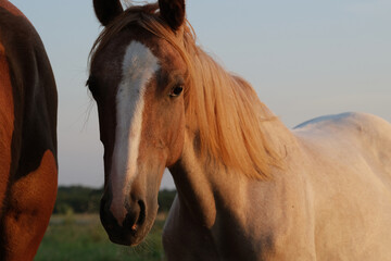 Western lifestyle concept with young red roan horse in Texas pasture during morning on ranch close up.