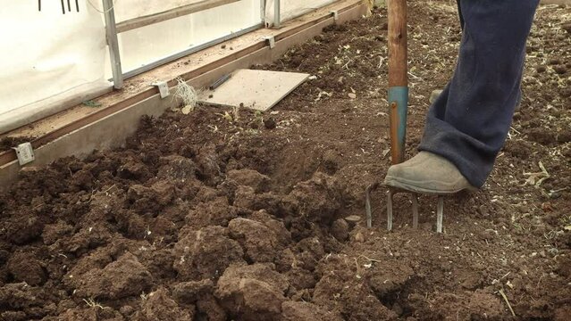 A man digs a bed in a greenhouse before planting vegetables, the concept of spring work in the garden