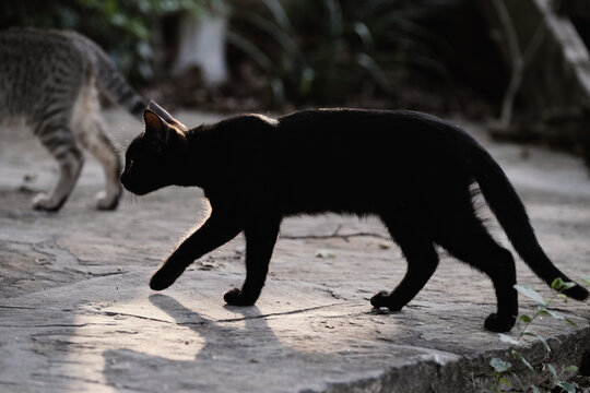 Black Cat Shows Stealth On Outdoor Home Patio.