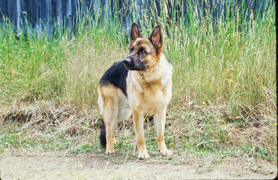 German shepherd outdoors in front of long grass