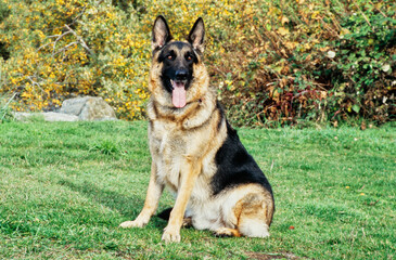 German shepherd sitting outdoors on grass