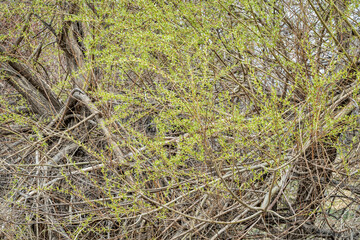 springtime tapestry of dry branches and green fresh leaves of riparian forest in northern Colorado