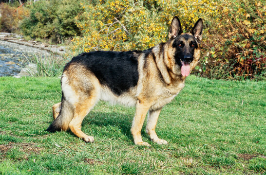 German shepherd outdoors on grass