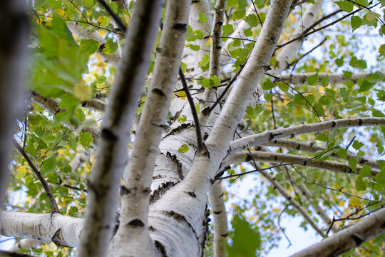view of the birch from bottom to top, branches and trunk of the birch tree. High quality photo