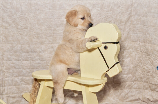 Golden Retriever puppy on rocking horse