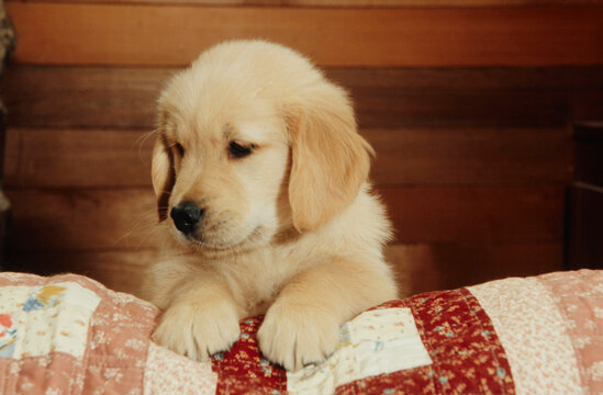 Golden Retriever puppy on quilt
