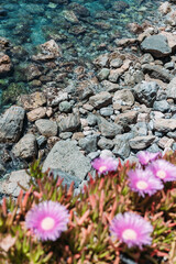 Flowers on the rocks.