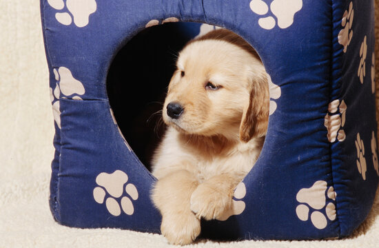 Golden Retriever Puppy In Dog House