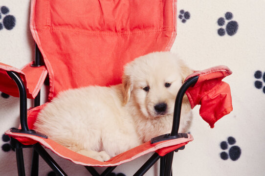 Golden Retriever Puppy In Folding Chair