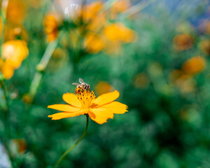 Flor e abelha