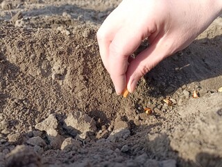 To plant onions. Planting onion. Sowing campaign in Ukraine. Farmer in field