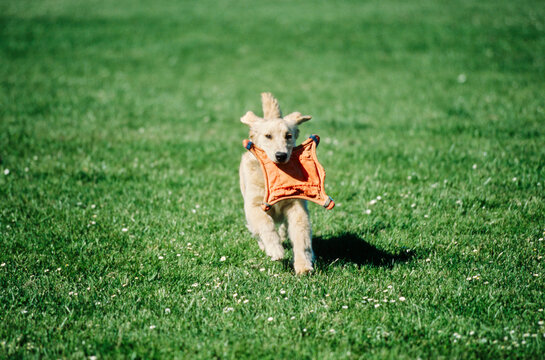 Golden Retriever Running In Field With Toy