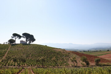 paysage espagne rioja , chemin serpentant a travers les vignobles , collines ,   vallons, sur la route de saint jaques de Compostelle 