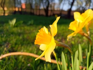 Narcissus jonquilla, commonly known as jonquil or rush daffodil