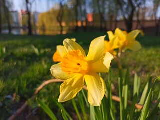 Narcissus jonquilla, commonly known as jonquil or rush daffodil