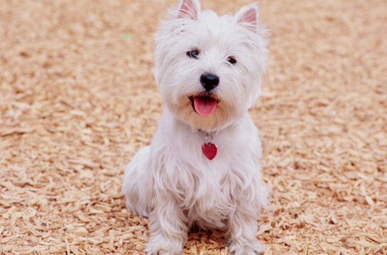 West Highland White Terrier sitting in mulch