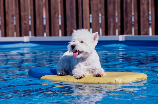 West Highland White Terrier Outdoors On Floatie In Pool