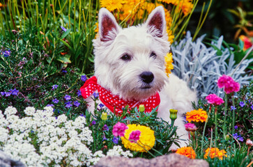 West Highland White Terrier with red bandana in colorful flowers