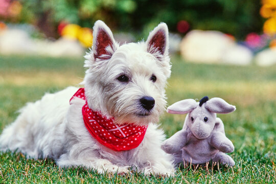 West Highland White Terrier wearing red bandana with toy laying in grass