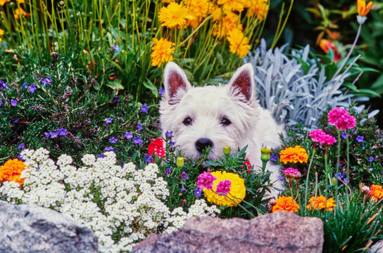 West Highland White Terrier in colorful flowers