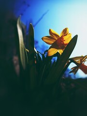 Narcissus jonquilla, commonly known as jonquil or rush daffodil