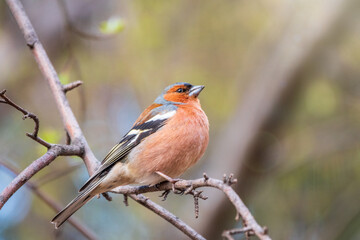 Common chaffinch, Fringilla coelebs, sits on a tree. Common chaffinch in wildlife.