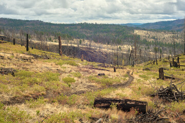 Mountain landscape with burned forest in Eastern Oregon.