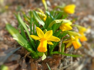 Narcissus jonquilla, commonly known as jonquil or rush daffodil