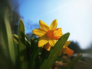 Narcissus jonquilla, commonly known as jonquil or rush daffodil